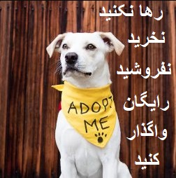 چرا واگذاری رایگان حیوانات خانگی مثل سگ و گربه بهتر از خرید و فروش حیوانات است؟