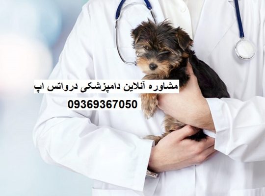 مزایای مشاوره آنلاین دامپزشکی برای سگ و حیوانات خانگی