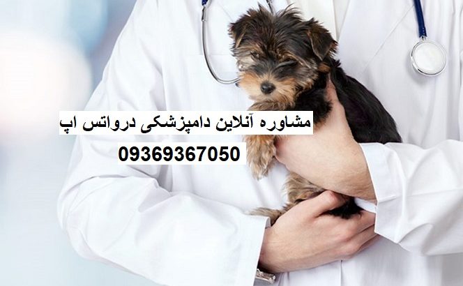 مزایای مشاوره آنلاین دامپزشکی برای سگ و حیوانات خانگی