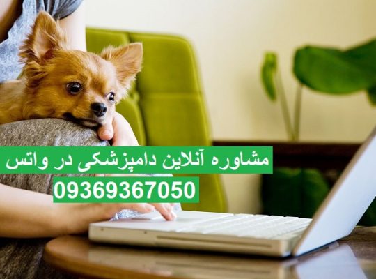 مشاوره آنلاین دامپزشکی برای سگ