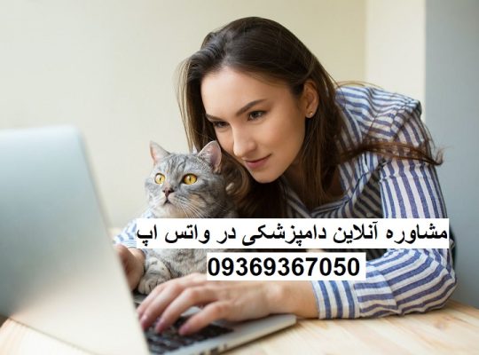 مشاوره آنلاین دامپزشکی برای گربه