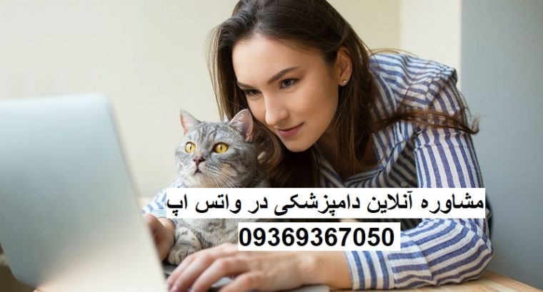 مشاوره آنلاین دامپزشکی برای گربه