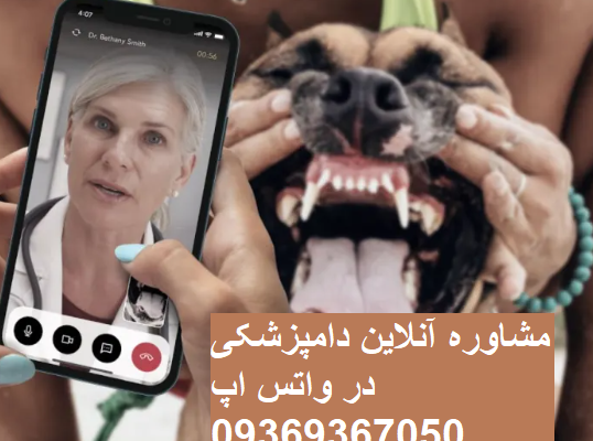 مشاوره آنلاین دامپزشکی چیست و چگونه بگیریم؟
