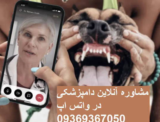 مشاوره آنلاین دامپزشکی چیست و چگونه بگیریم؟